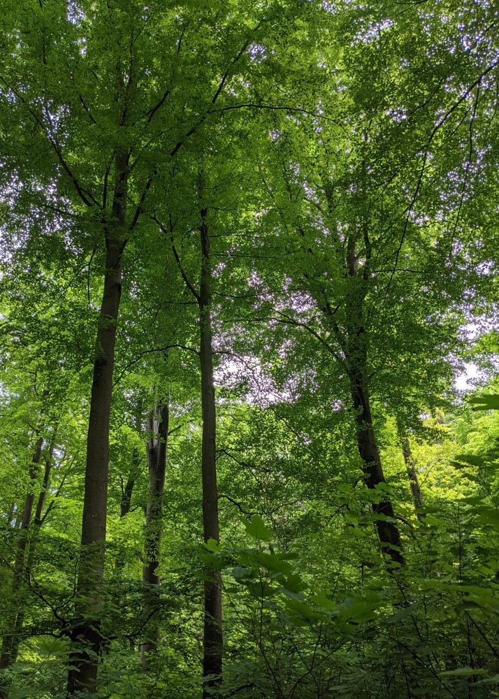 Bild Forstvermehrungsgut für den klima- und standortgerechten Wald der Zukunft