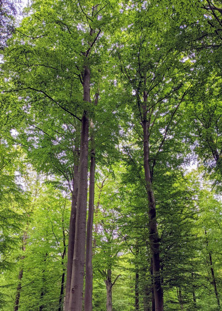 Landesforst-waldbehandlungsgrundsaetze