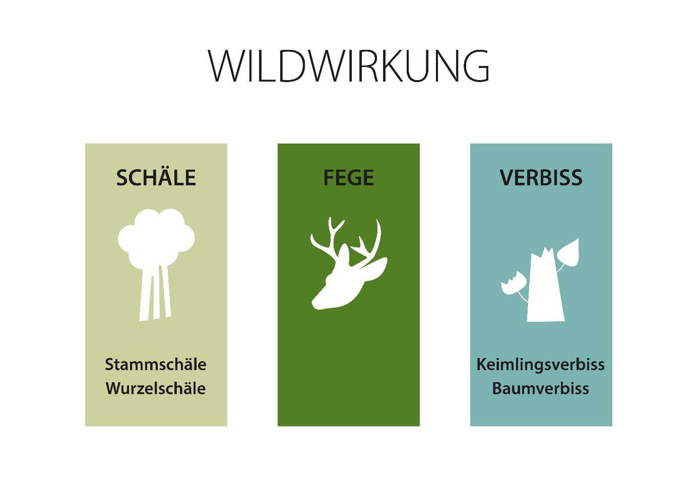 wildwirkungsmonitoring