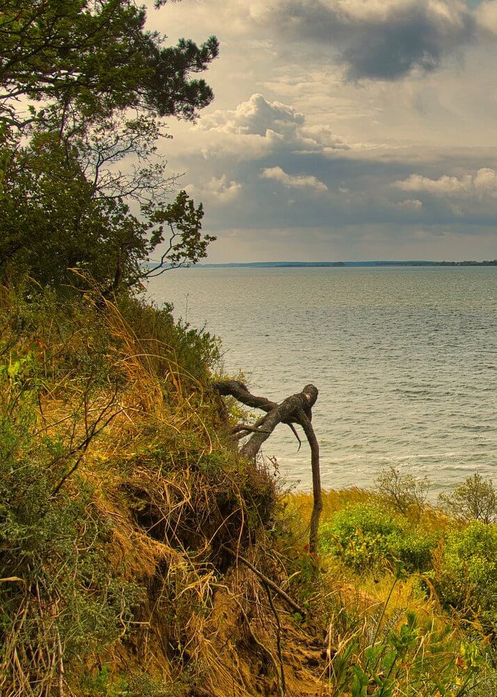 Bild usedom-kuestenwald