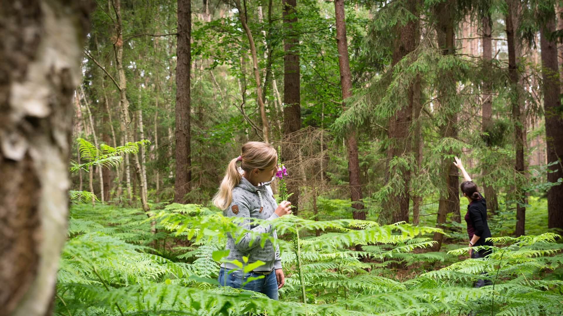 Teaser-top-Waldpraevention