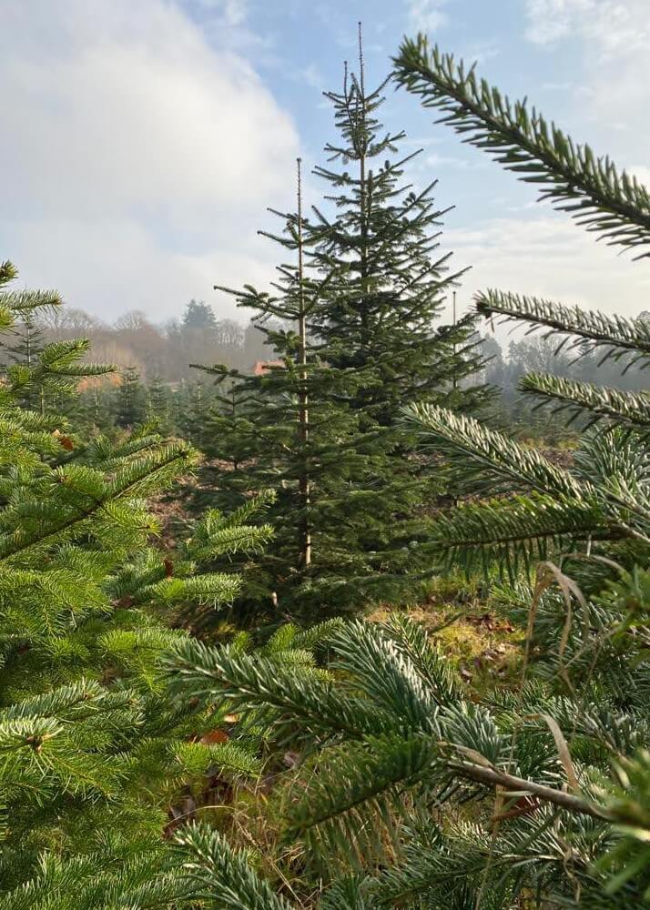 weihnachtsbaum-vom-foerster