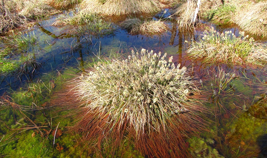 Wollgrasblüte