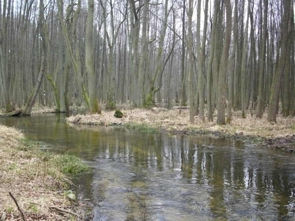 Erlen-Eschenwald