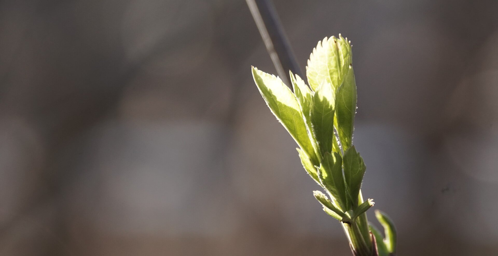 natura2000-header