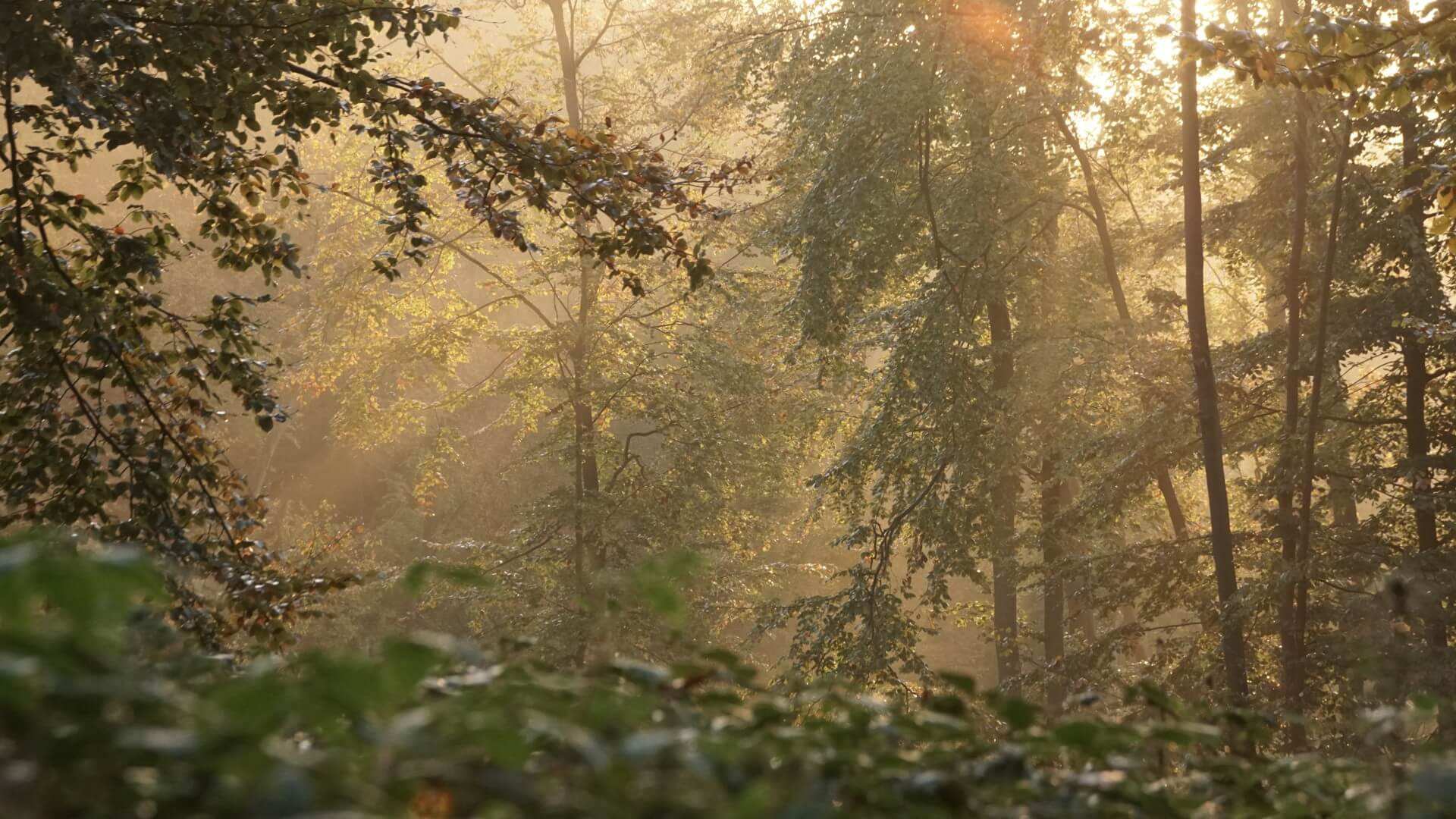 Waldwissen Aufgaben des Waldes