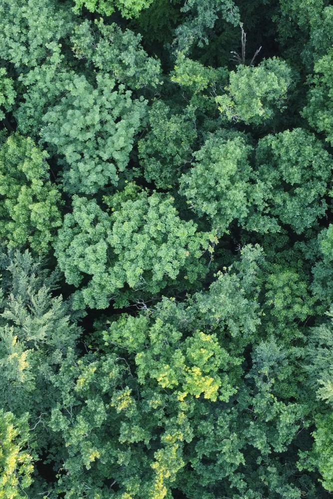 wald-sauerstoff