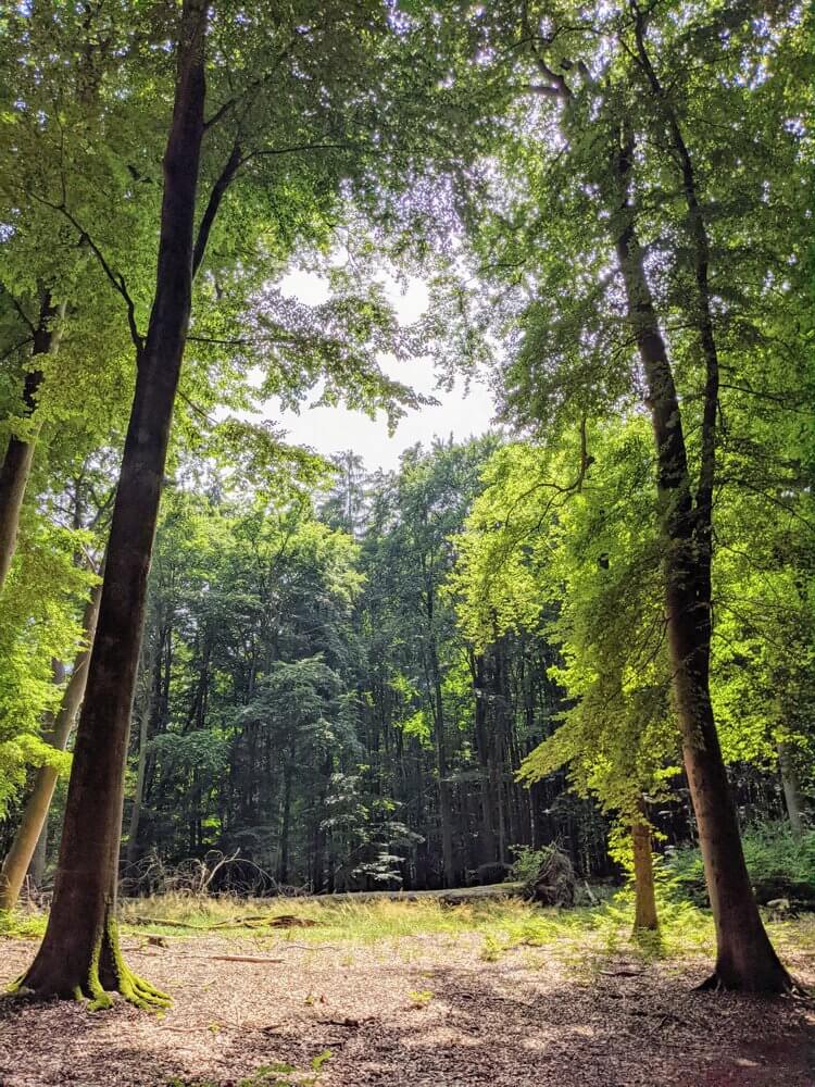 wald der landesforstmv